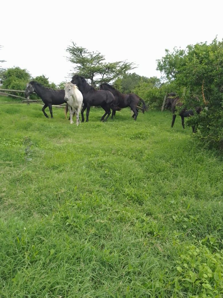 430 Acres of land for sale in Nanyuki.